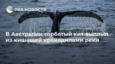 В Австралии горбатый кит выплыл из кишащей крокодилами реки - ria.ru - Москва - Австралия