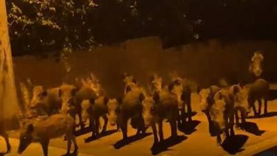 Шокирующее видео из карантина: на Хайфу надвигается стадо кабанов - vesty.co.il - Израиль - Хайфы