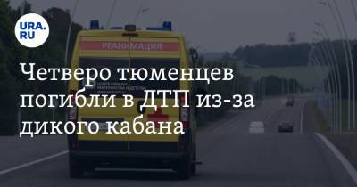 Четверо тюменцев погибли в ДТП из-за дикого кабана - ura.news - Тюмень - Тюменская обл.