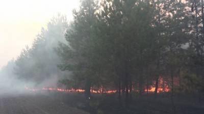 Вероятной причиной масштабного пожара возле воронежского села назвали умышленный поджог - vestivrn.ru - Воронеж