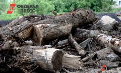 В Ульяновске школа биатлона заплатит штраф за незаконную вырубку - fedpress.ru - Ульяновск - Ульяновская