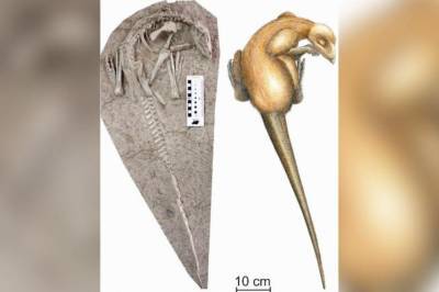 В Китае обнаружили останки динозавра, которым 125 миллионов лет - vkcyprus.com - Китай