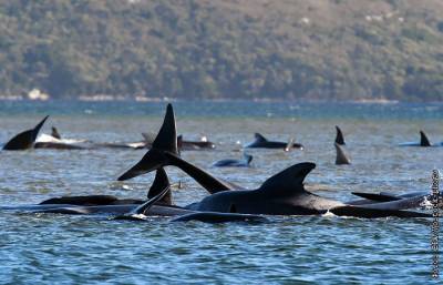Австралия - В Австралии начали масштабную операцию по спасению черных дельфинов - interfax.ru - Москва - Australia