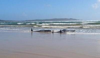 В Австралии начато спасение 270 выбросившихся на берег черных дельфинов - newizv.ru - Australia