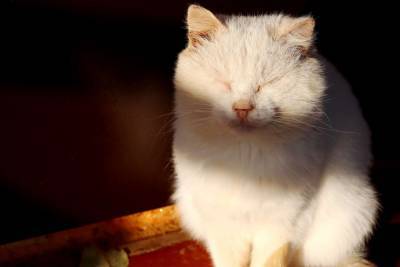Коронавирус впервые обнаружили у мёртвой кошки - live24.ru - Испания