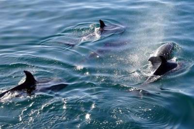 Массовое самоубийство: операция по спасению сотен дельфинов началась в Австралии - trud.ru - Australia