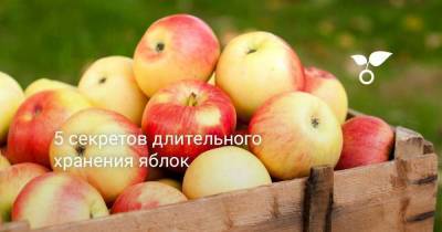 5 секретов длительного хранения яблок - skuke.net