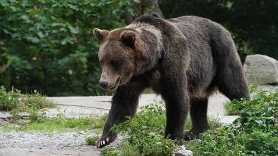 На Алтае застрелили угрожавшего местным жителям медведя - iz.ru - респ. Алтай - район Горный