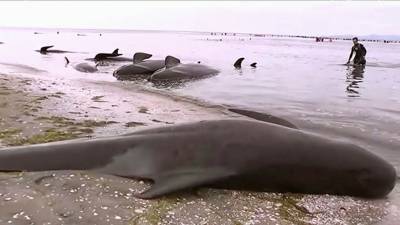 В Австралии почти 400 дельфинов-гринд погибли, выбросившись на отмель - gazeta.ru - Australia