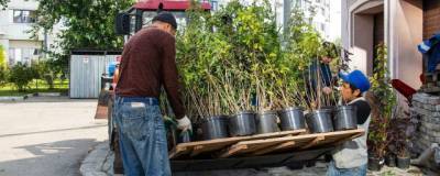 В Павшинской пойме высадили более 180 деревьев и кустарников - runews24.ru - Красногорск - Марьино