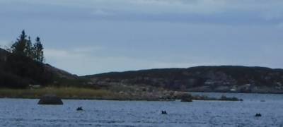 Медведи приплыли на острова в Карелии - stolicaonego.ru - район Кемский - республика Карелия