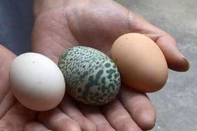 Курица снесла зеленое яйцо и озадачила фермера - lenta.ru - Китай - провинция Цзянсу