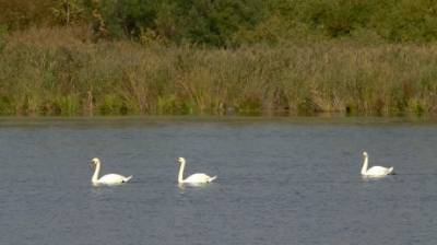 Пензенский пруд стал местом отдыха для белых лебедей - penzainform.ru - Пензенская обл. - Пенза