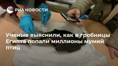 Ученые выяснили, как в гробницы Египта попали миллионы мумий птиц - ria.ru - Москва - Египет
