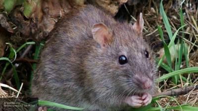 Аглая Чайковская - Британские ученые узнали, как крысы реагируют на щекотку - politros.com