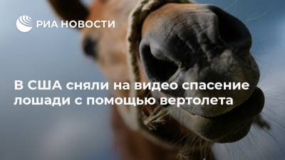 В США сняли на видео спасение лошади с помощью вертолета - ria.ru - Москва - США - шт. Калифорния
