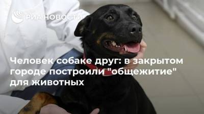 Человек собаке друг: в закрытом городе построили “общежитие” для животных - skuke.net - Москва - Амурская обл.