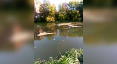 Сбросили навоз в реку: из-за ЧП под ярославлем жителей лишили воды - progorod76.ru