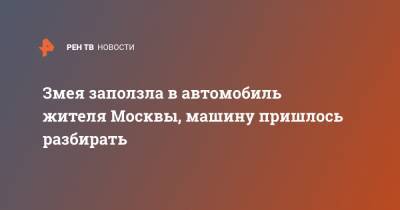 Дмитрий Донской - Змея заползла в автомобиль жителя Москвы, машину пришлось разбирать - ren.tv - Москва