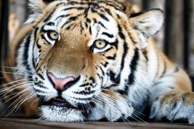 Тигры Кактус и Кассандра из Самарского зоопарка получат мясной торт в честь Дня тигра - interfax-russia.ru - Россия