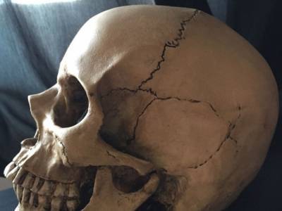 Житель Херсонской области обнаружил в своем огороде череп человека - golos.ua - Херсон - Херсонская обл. - район Генический