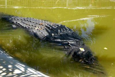 Крокодил укусил мужчину за голову - lenta.ru - Australia - штат Квинсленд