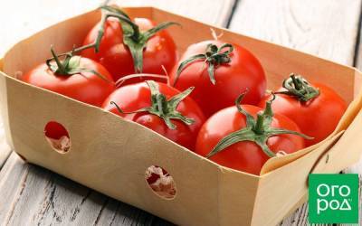 6 сортов томатов, которые можно хранить до Нового года - skuke.net