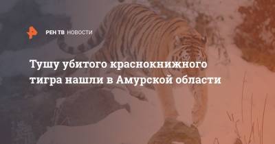 Тушу убитого краснокнижного тигра нашли в Амурской области - ren.tv - Россия - Амурская обл.