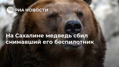 На Сахалине медведь сбил снимавший его беспилотник - ria.ru - Южно-Сахалинск - Сахалин