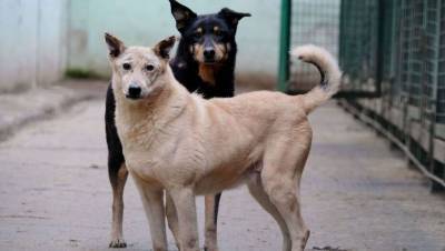 Совет по защите животных создадут в Нур-Султане - informburo.kz - Казахстан
