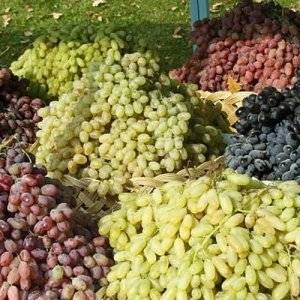 Морозостойкие сорта винограда вырастут даже в Сибири - skuke.net