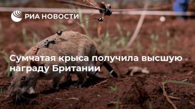 Сумчатая крыса получила высшую награду Британии - ria.ru - Москва - Англия - Камбоджа - Танзания