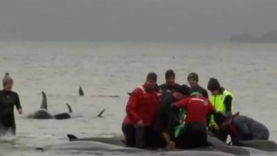 В Австралии спасли около ста дельфинов, выбросившихся на берег - piter.tv - Австралия