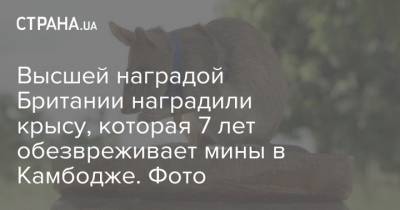 Высшей наградой Британии наградили крысу, которая 7 лет обезвреживает мины в Камбодже. Фото - strana.ua - Англия - Камбоджа