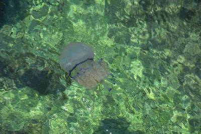 На пляжах в Сочи появились огромные и опасные медузы-корнероты - live24.ru - Сочи
