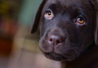 Исследования показали, что собаки строят щенячьи глазки для манипулирования людьми - skuke.net - США