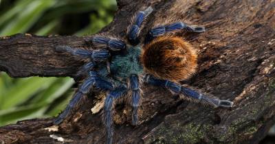 Выяснилось, почему тарантулы бывают синими и зелеными - popmech.ru