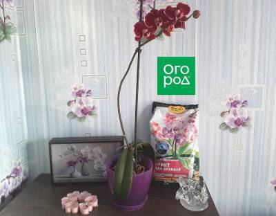 Что делать, если гниет цветущая орхидея – мастер-класс с фото - skuke.net