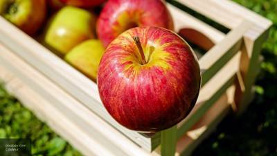 Красные или зеленые: немецкие эксперты назвали самые полезные сорта яблок - newinform.com