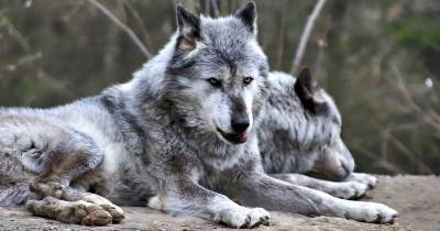 Древние волки помогали раненым сородичам выжить - popmech.ru
