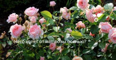 Чего хотят от нас розы осенью? - skuke.net