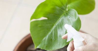 Вашим комнатным растениям не нужна пыль: один из способов очистить растения, который вам тоже понравится - skuke.net