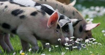 Единственный племрепродуктор по выращиванию белорусской черно-пестрой породы свиней находится под Рогачевом - produkt.by - Белоруссия - район Рогачевский