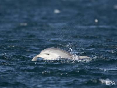 Украинские пограничники в Азовском море освободили дельфина - gordonua.com - Украина - Донецк - Азовское Море