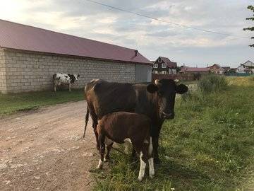 В Башкирии горела ферма с животными - ufacitynews.ru - Башкирия - район Туймазинский
