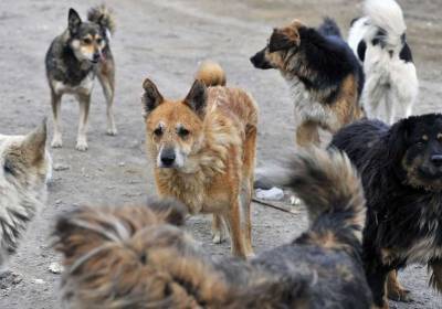 В Уфе стая бродячих собак охотится на котов - news102.ru - Уфа - р-н Кировский