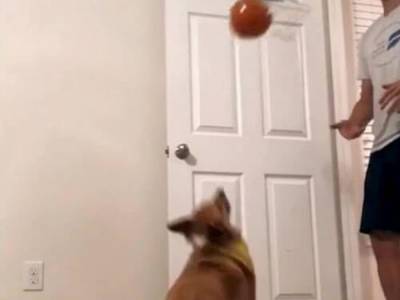 Игра собаки в баскетбол позабавила Сеть - golos.ua - США - Украина - Техас - Хьюстон