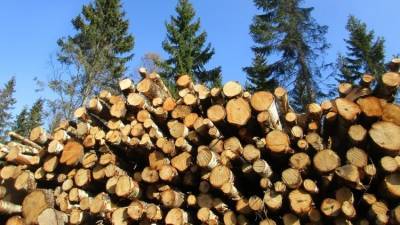 Незаконная добыча янтаря и вырубка леса грозят Украине катастрофой - polit.info - Украина