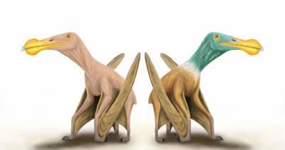 Птерозавры возможно были лысыми - popmech.ru