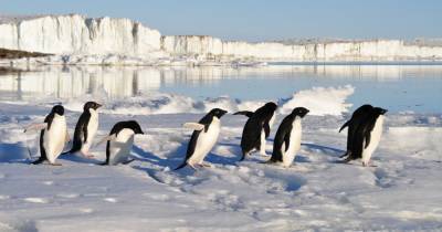 Древнее захоронение пингвинов оказалось «с сюрпризом» - popmech.ru - Антарктида